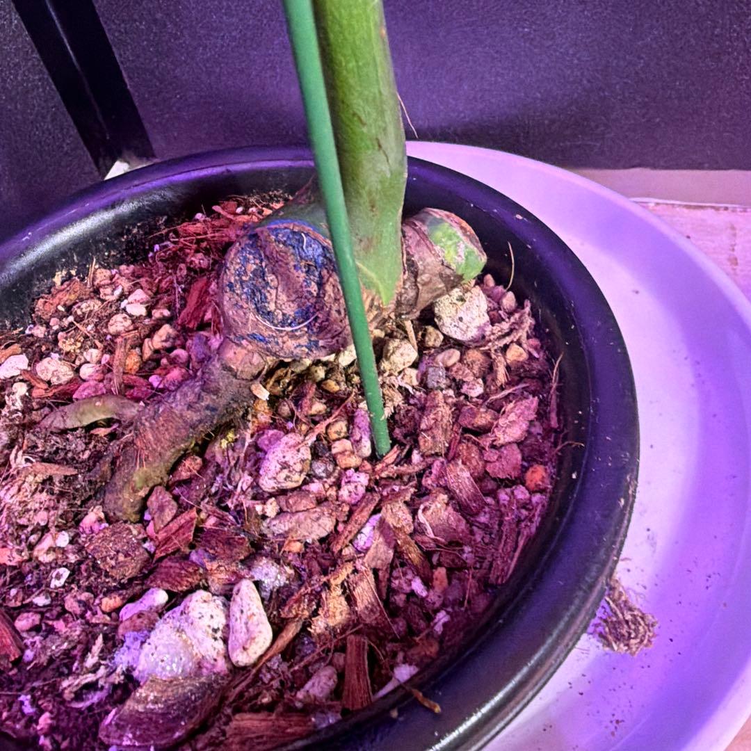 や*す様 超美株❣️モンステラデリシオーサ　サイアム　ミント‼️節多い個体です❣