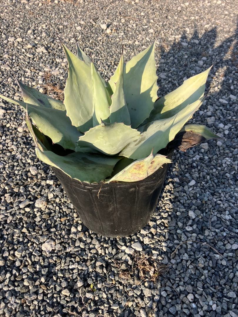アガベ オバティフォリア 大株 美株 フロスティブルー オルカ 実生