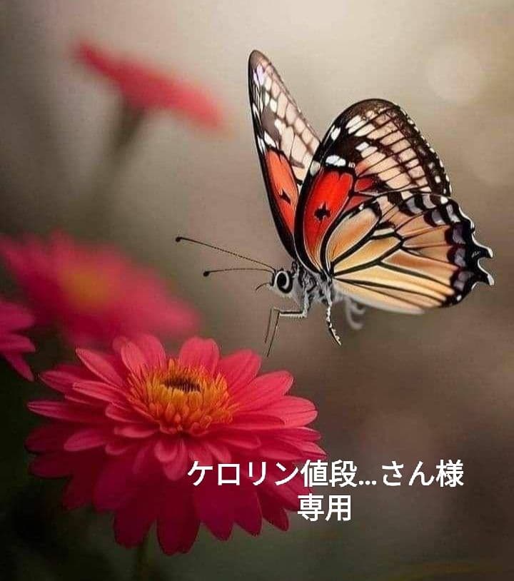 チョコキャビネット