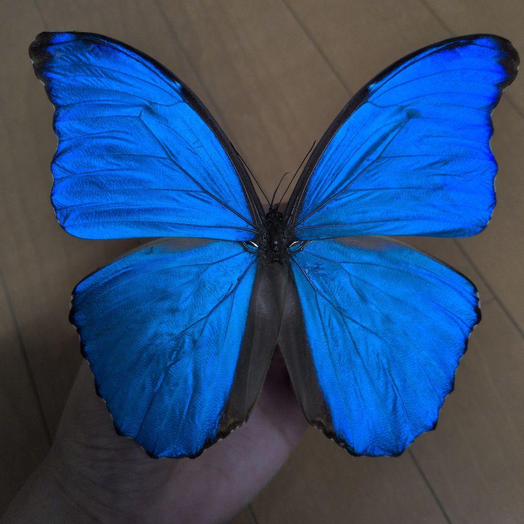蝶標本 昆虫標本 外国産蝶標本　ディディウスモルフォ？　メネラウスモルフォ