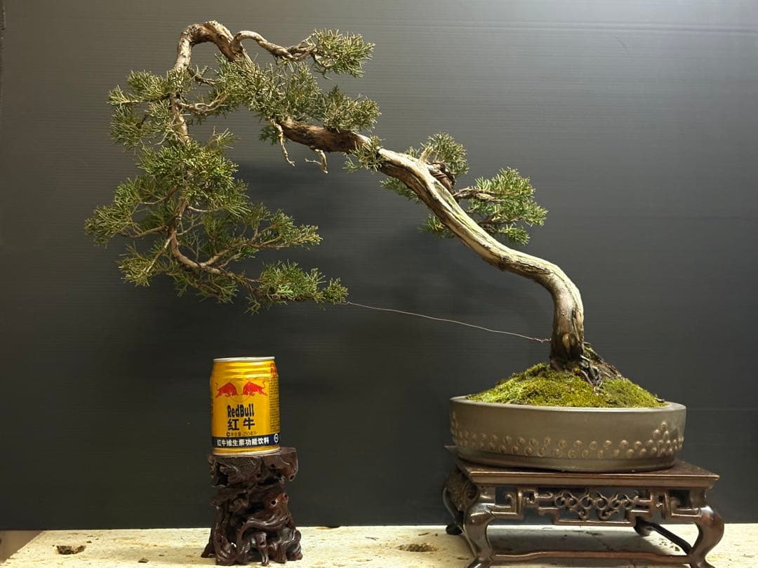 m*k様 [サービスオークション盆栽]真柏