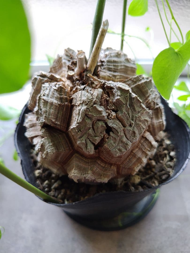 長谷川園芸亀甲竜　4寸