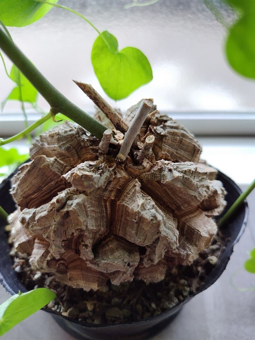 長谷川園芸亀甲竜　4寸