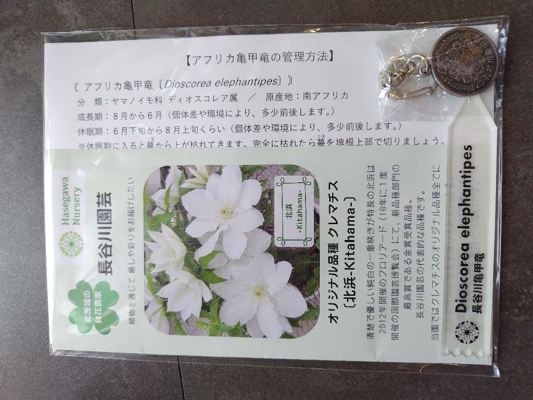 長谷川園芸亀甲竜　4寸