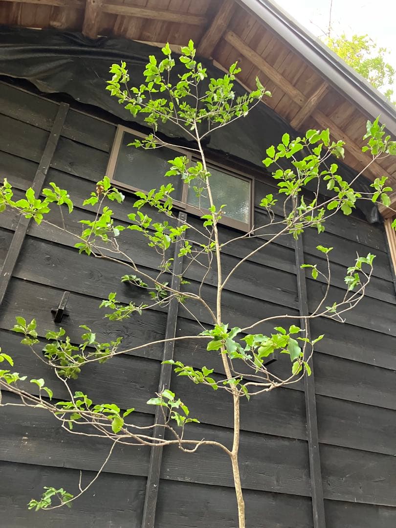 山採り　ソヨゴ　雌雄不明