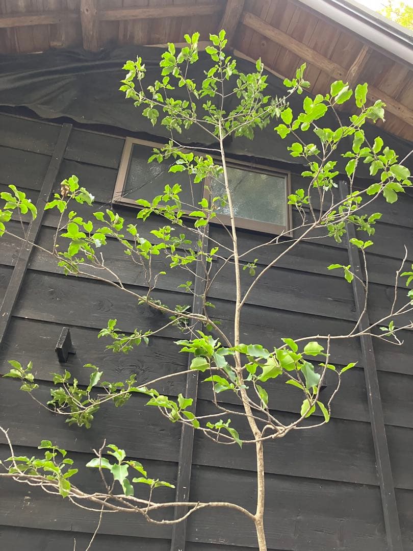 山採り　ソヨゴ　雌雄不明