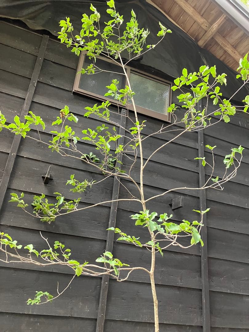 山採り　ソヨゴ　雌雄不明