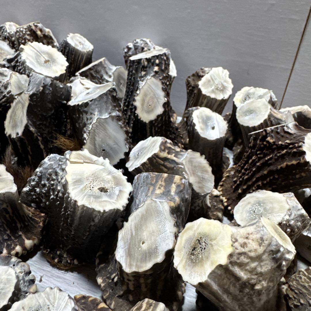 鹿の角　端材　ハンドメイド用