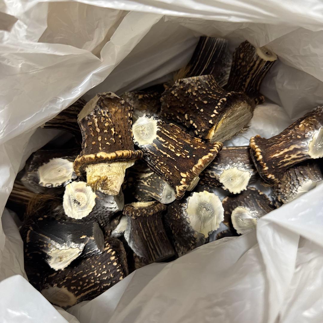 鹿の角　端材　ハンドメイド用