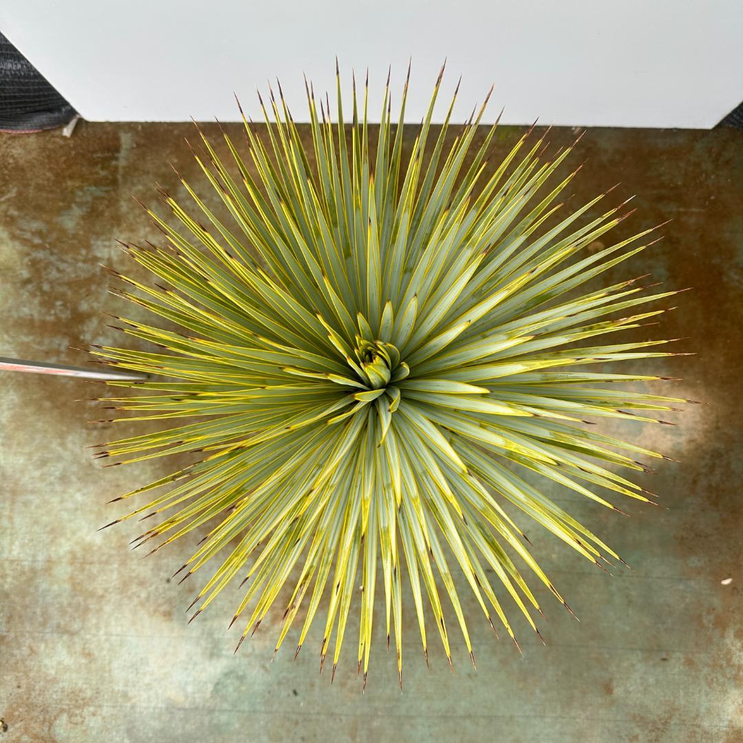 ユッカ　ロストラータ【24-665】超超美形　シルバーブルー