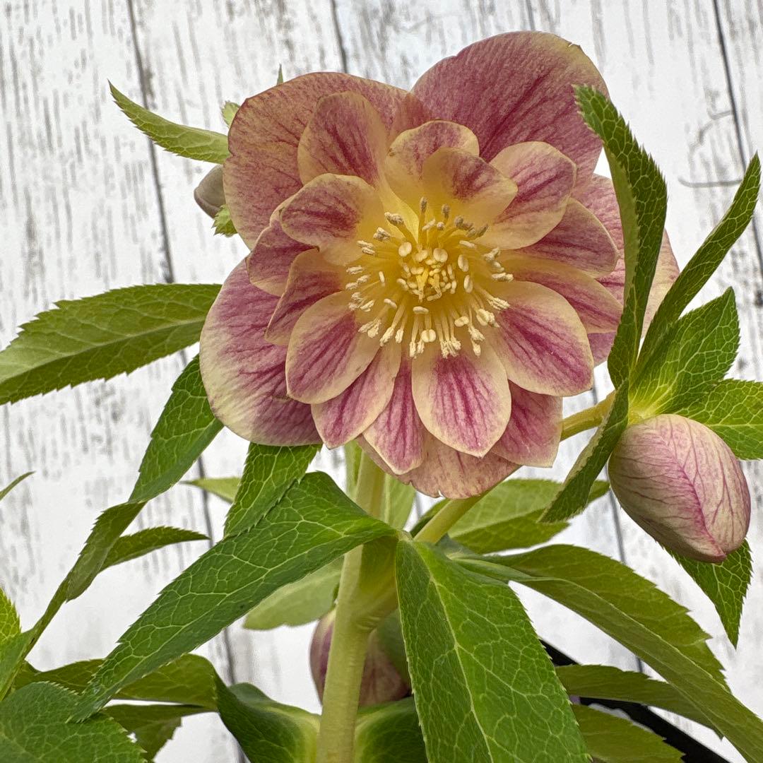 クリスマスローズ苗　ウィンターシンフォニー　蕾付きです