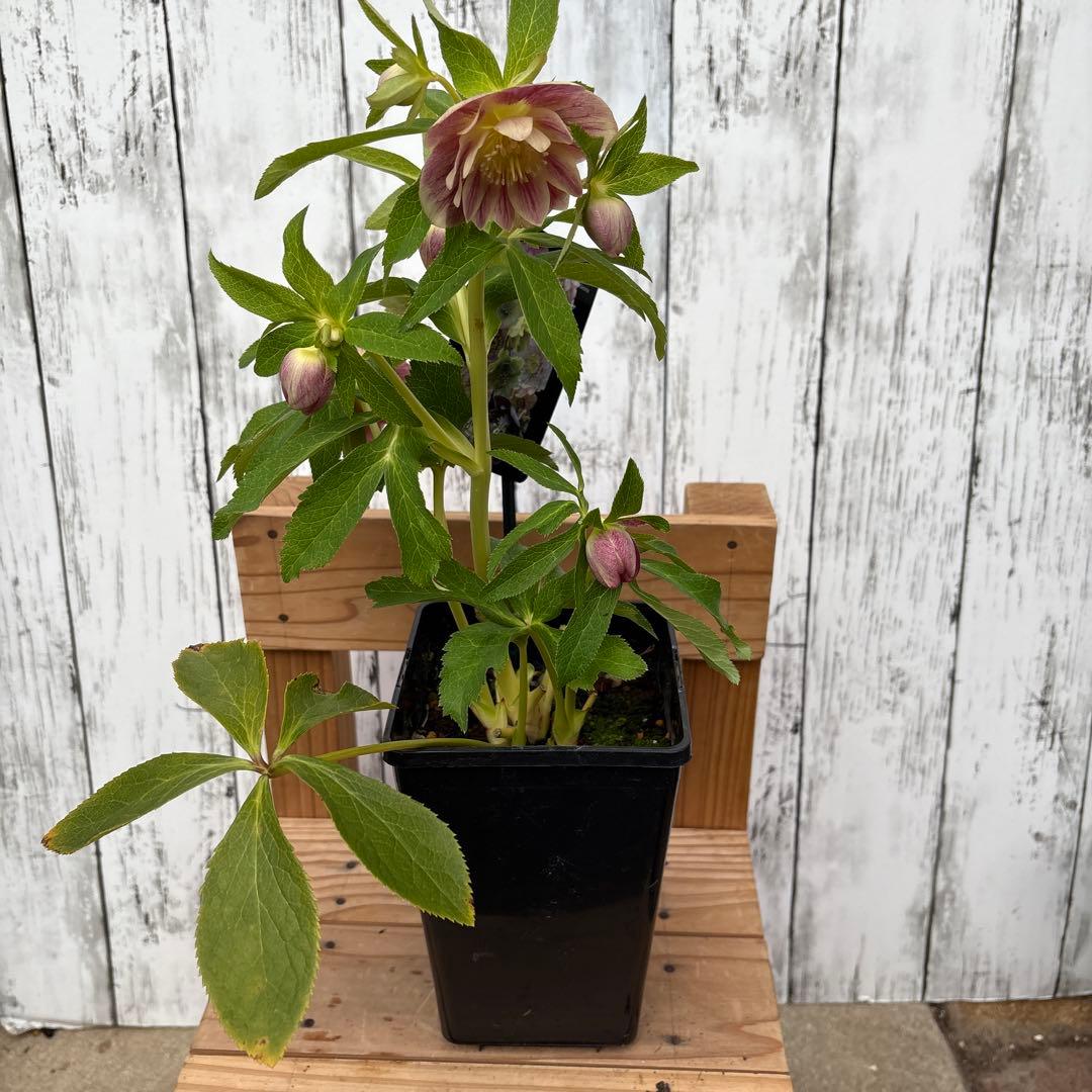 クリスマスローズ苗　ウィンターシンフォニー　蕾付きです