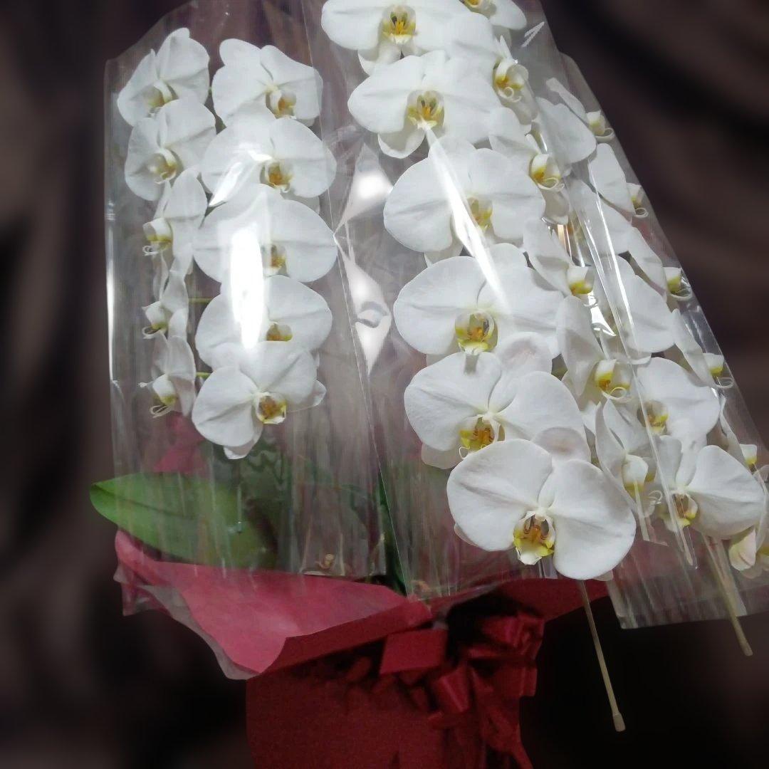 チャチャ　胡蝶蘭　生花　花鉢