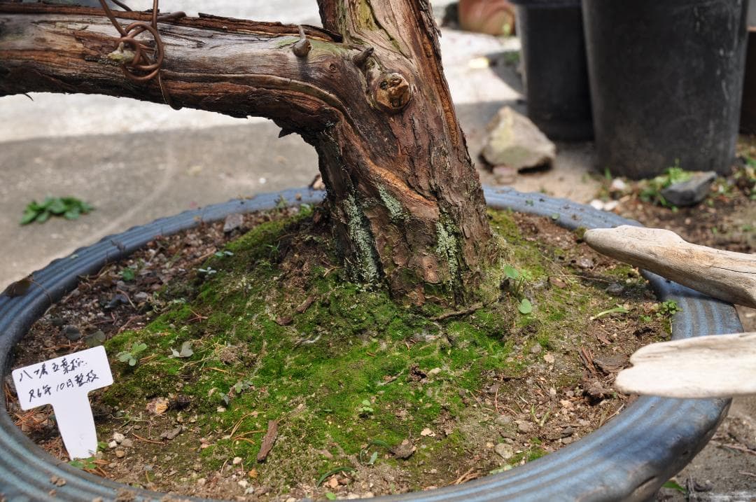 大型盆栽：四国石鎚系八房五葉松／山取後50年以上