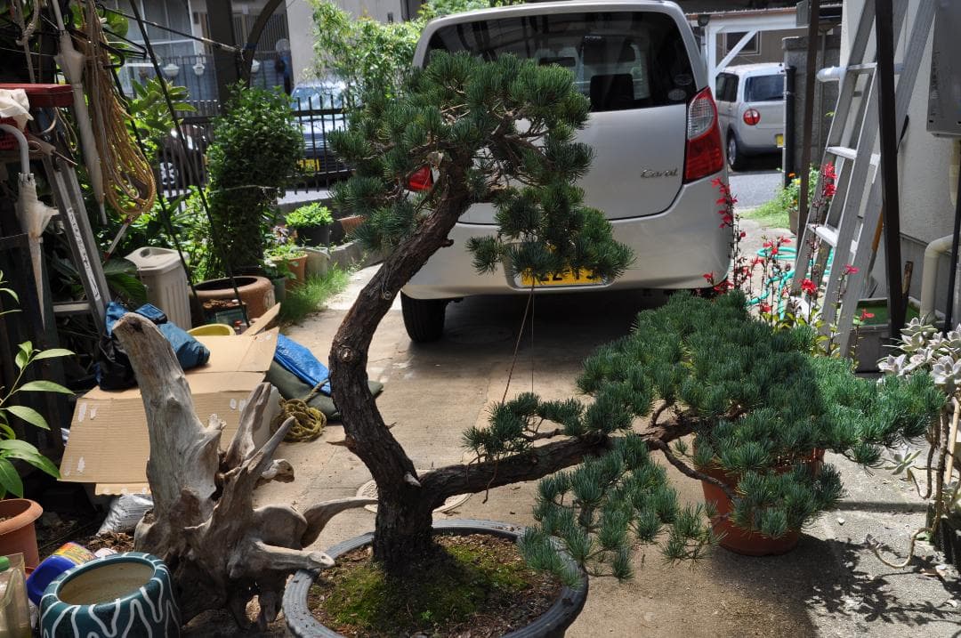 大型盆栽：四国石鎚系八房五葉松／山取後50年以上