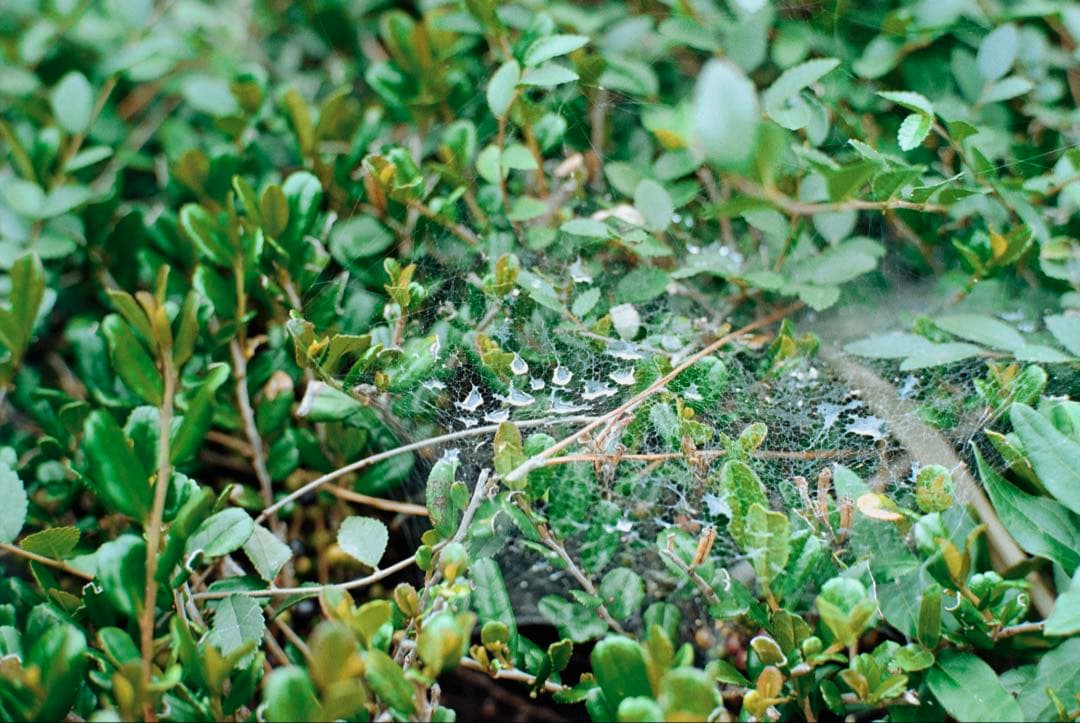 フィルムカメラ Rolleiflex SL35M planar 50mm f1.8