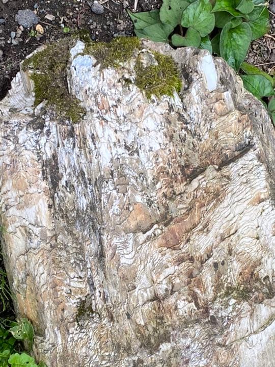 超希少　コケ付 木化石