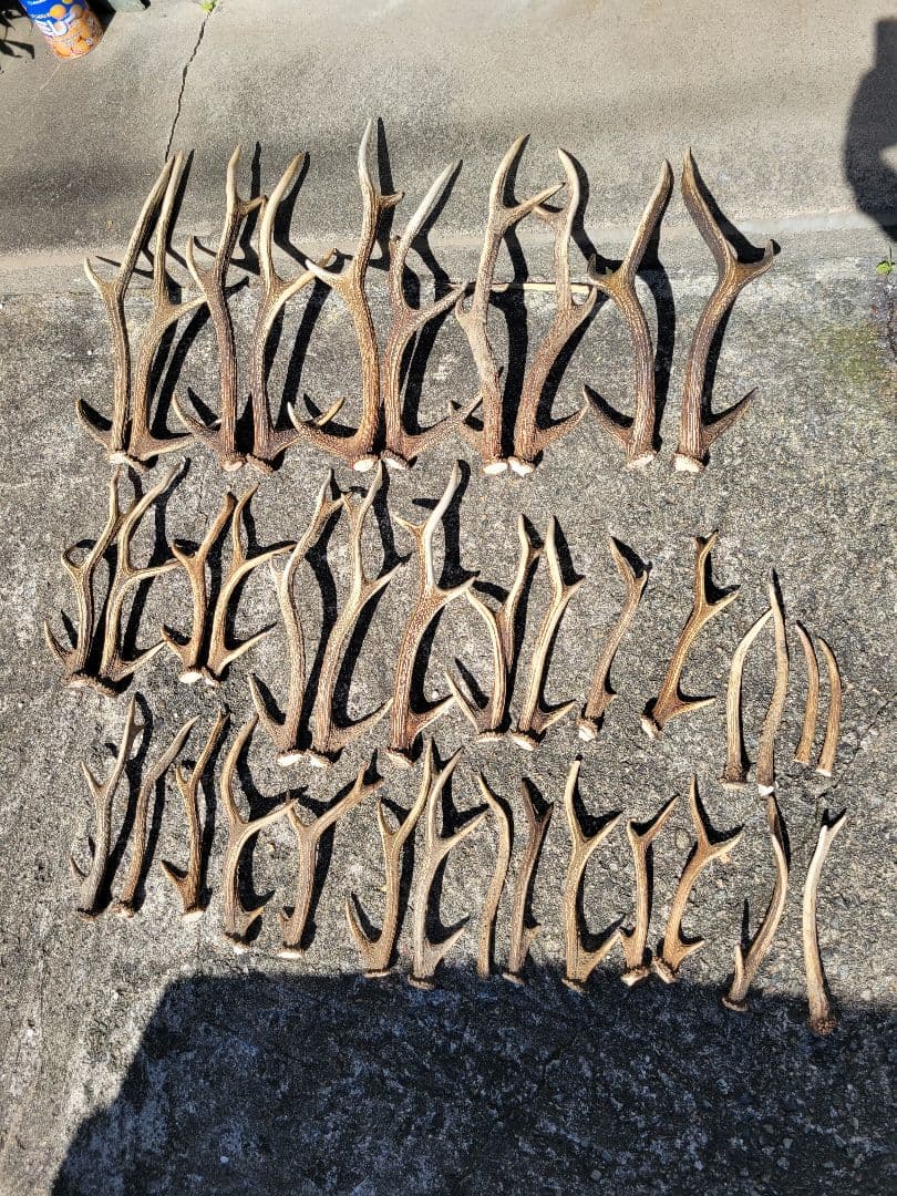 兵庫県★北部産★鹿の 天然角29本★まとめ売り★