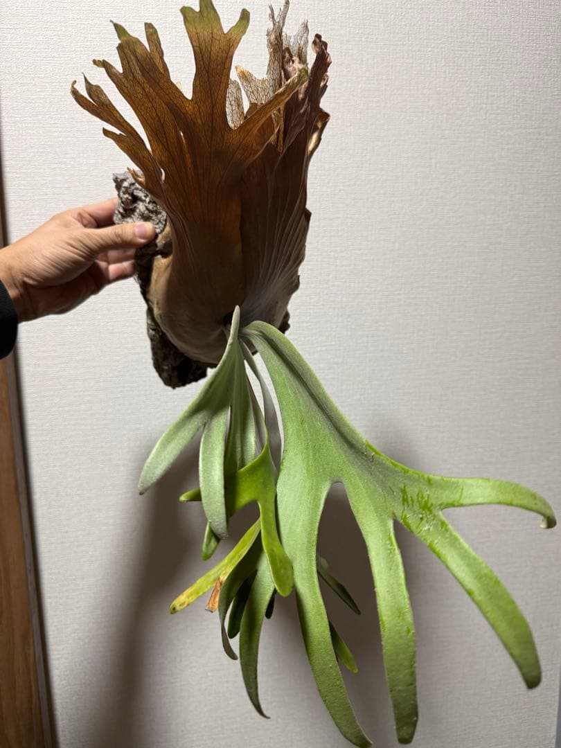 ビカクシダ　P. willinckii 'Kaika' カイカ