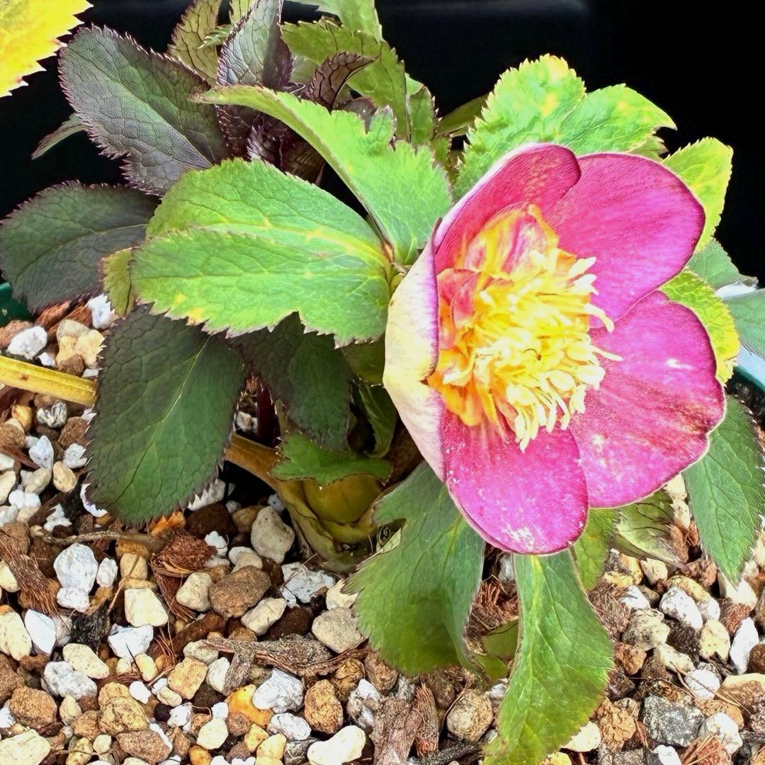 も*読様 3491☘️蕾花、タグ付き☘️金SD⭐️オーレア⭐️小輪⭐️金/紅ツー