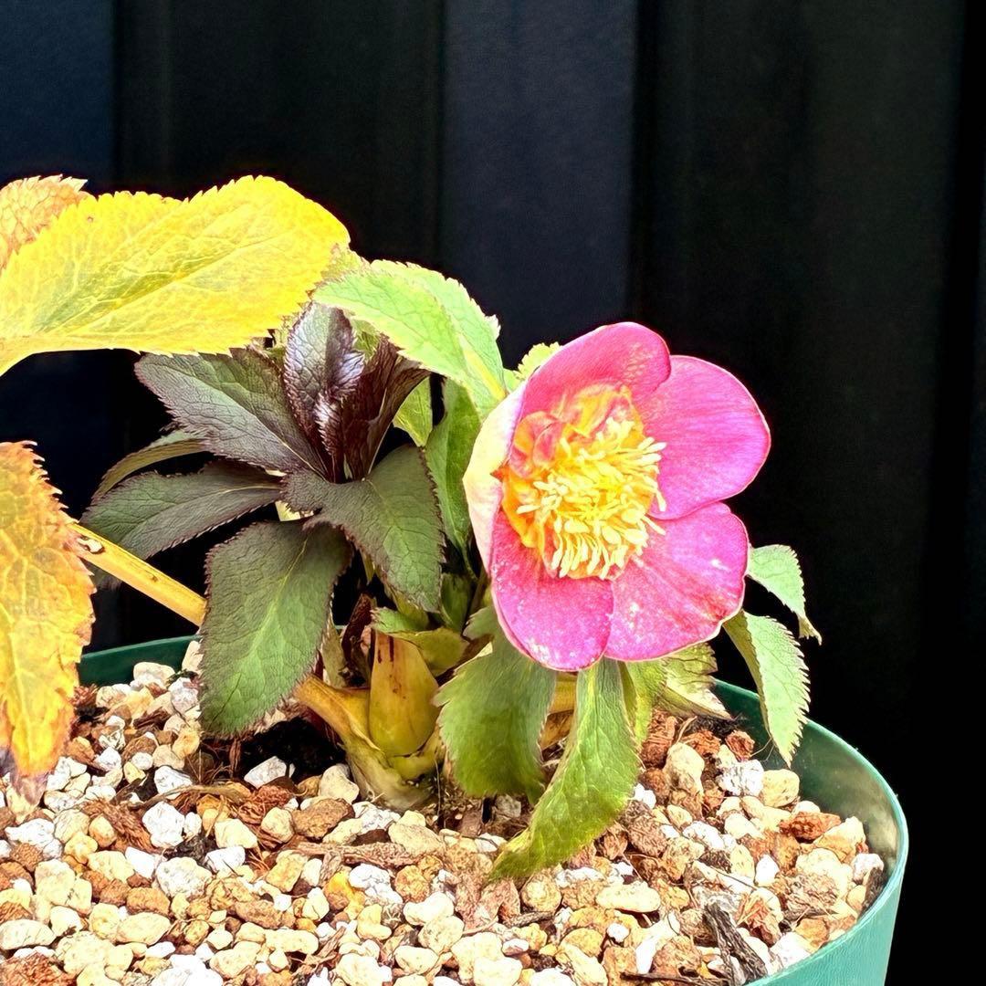 も*読様 3491☘️蕾花、タグ付き☘️金SD⭐️オーレア⭐️小輪⭐️金/紅ツー