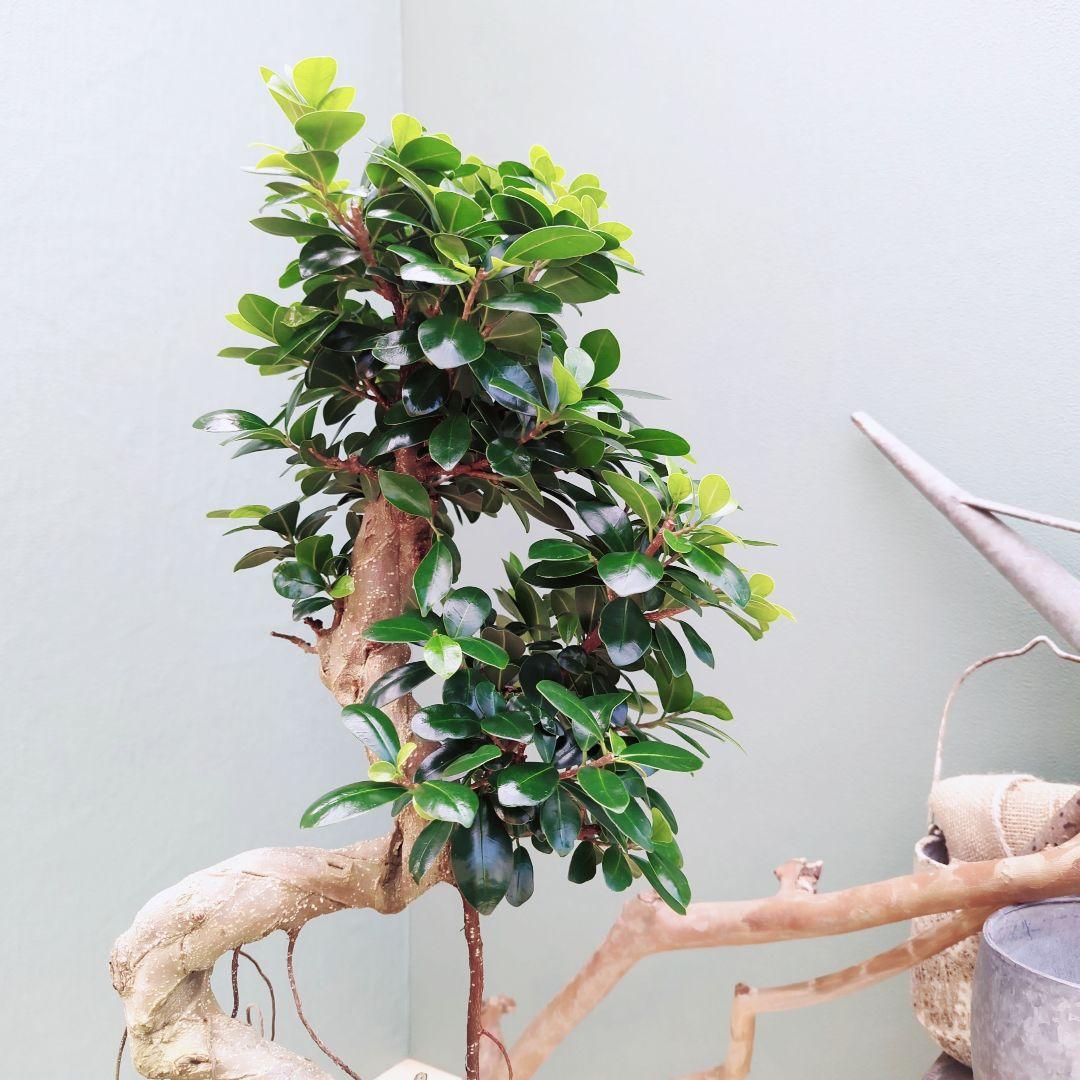 根上りガジュマル ８号 昇り龍 曲がり (現品) 陶器 ポット