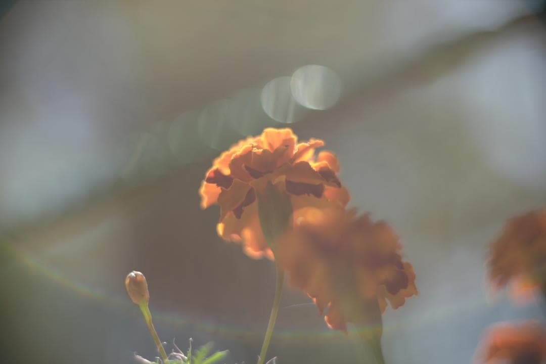 KMZ PO-2-2M 75mm f2 ライカM改 虹ゴースト グルグルボケ