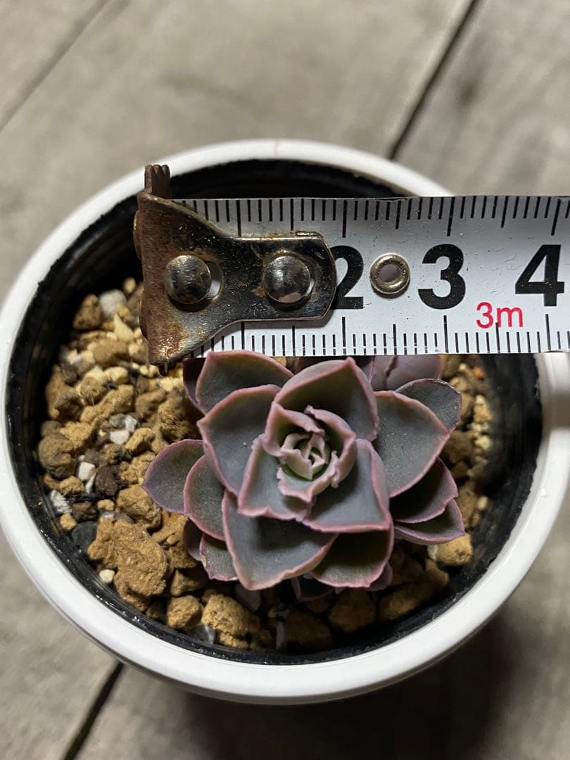 リクエスト出品　原種　群生チャザロイ　Chazaroi エケベリア 紫色