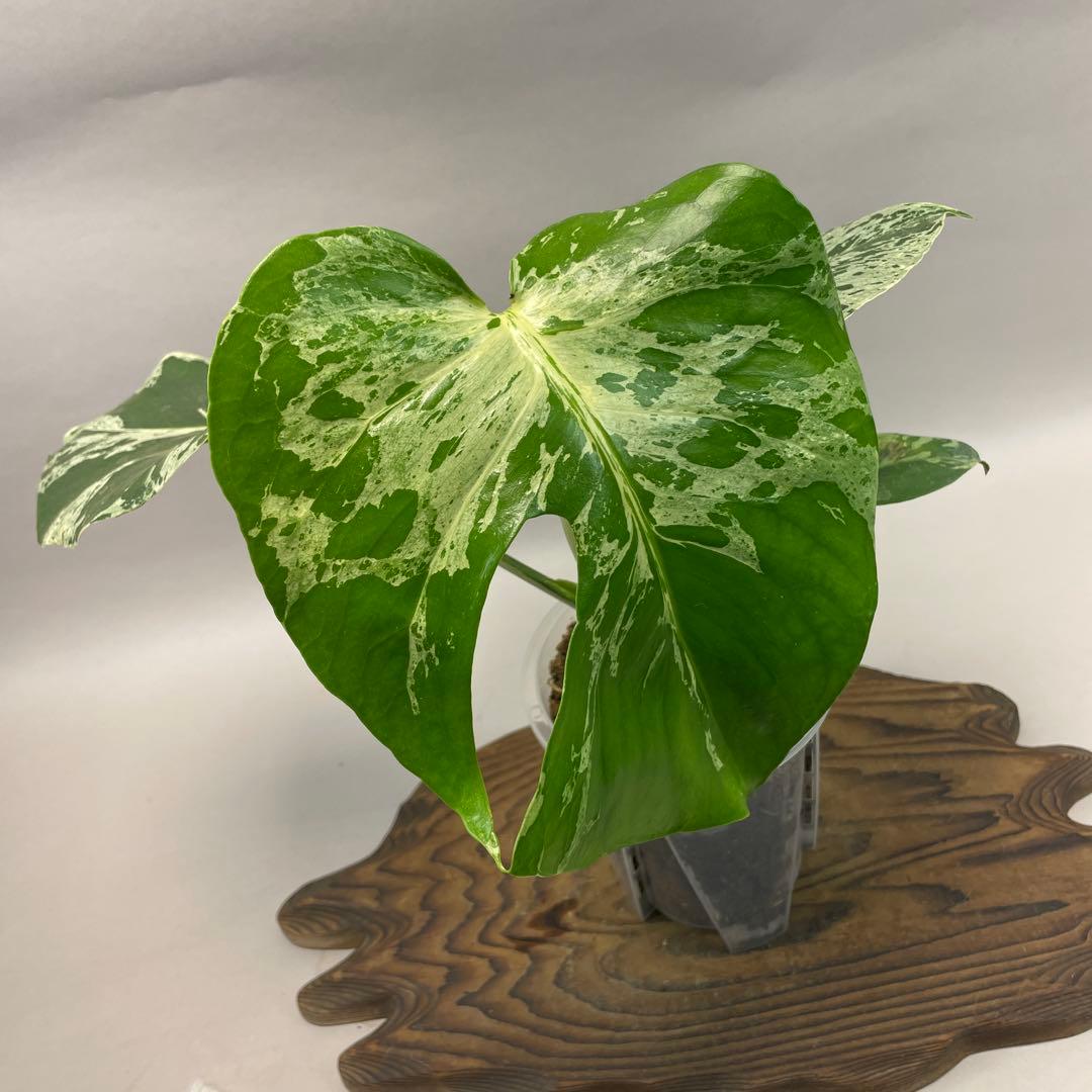 プ*ン様 lsw603品種保証！ Bulbasaurモンステラ・フシギダネ　斑入