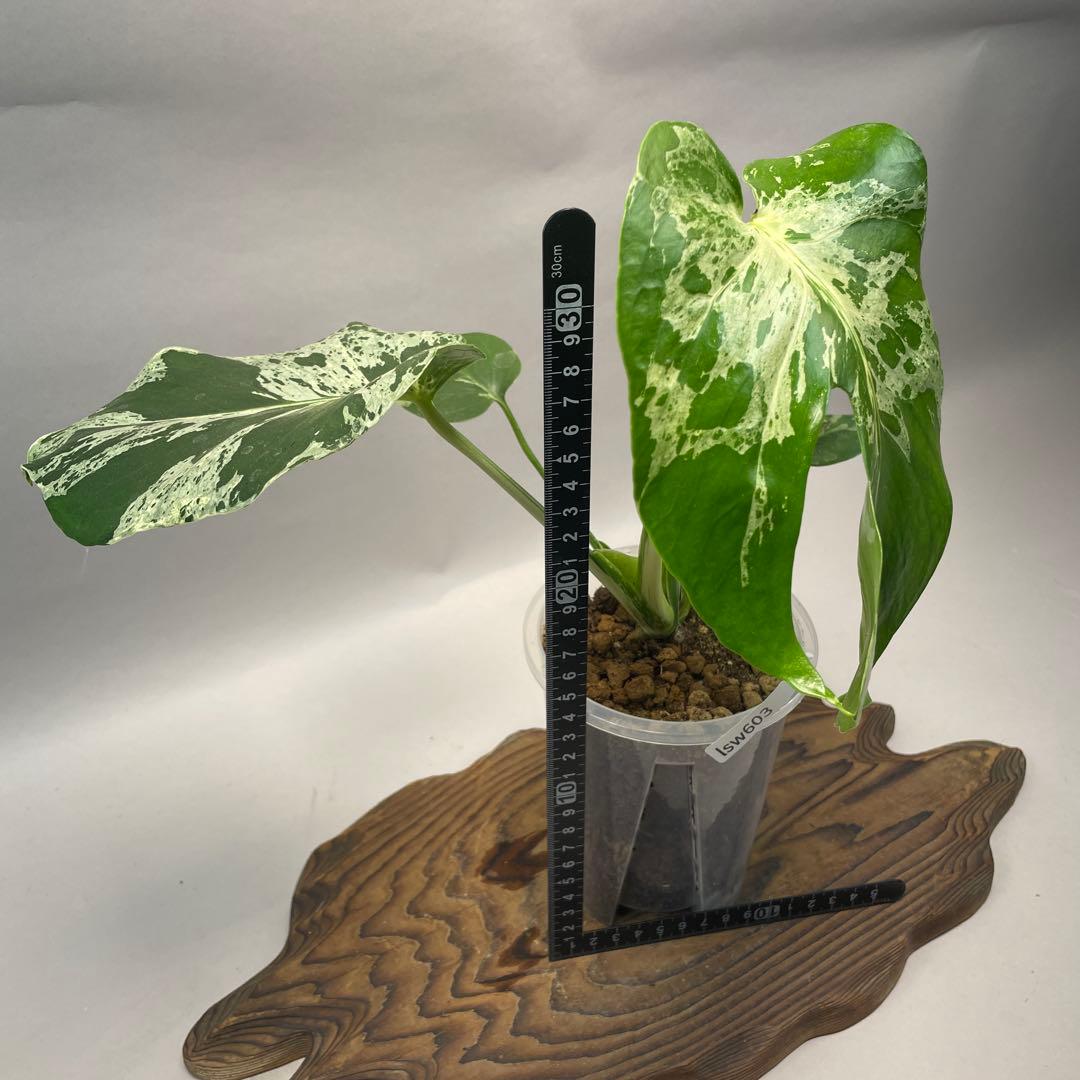 プ*ン様 lsw603品種保証！ Bulbasaurモンステラ・フシギダネ　斑入