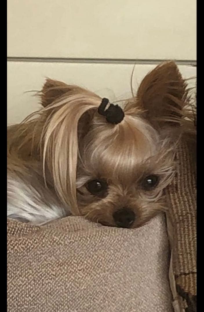 ちゃちゃ様 うちの子刺繍