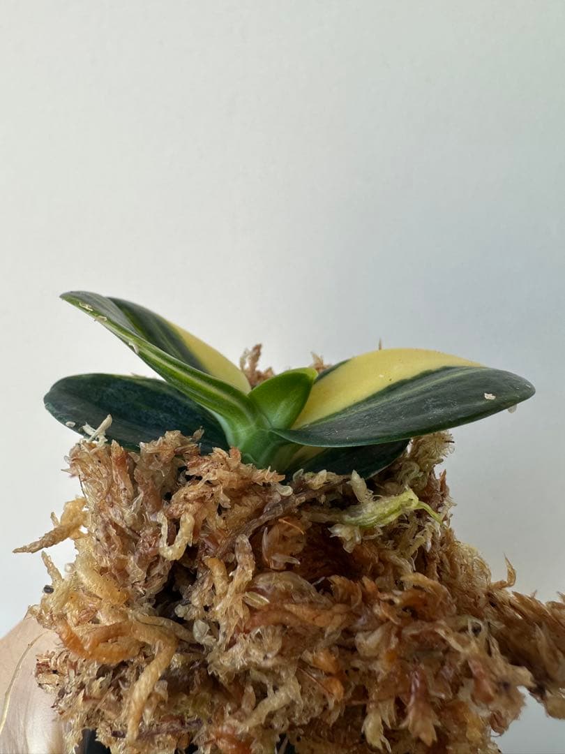 【 名護蘭 】明丸縞　359