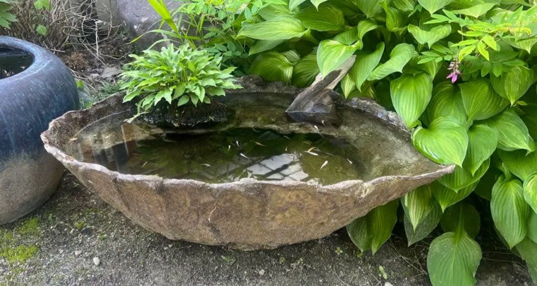 自然石風 水鉢　めだかの館オリジナル一品手作りメダカ鉢　横幅約73㎝