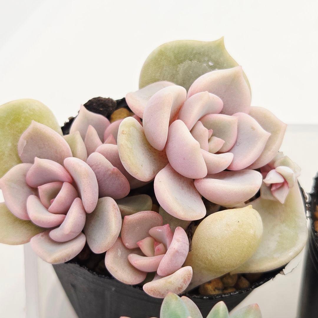 ㊸全15苗 つぶつぶ屋さん 萌牡丹❣️あられ❣️姫花火❣️発根済ネコポス込