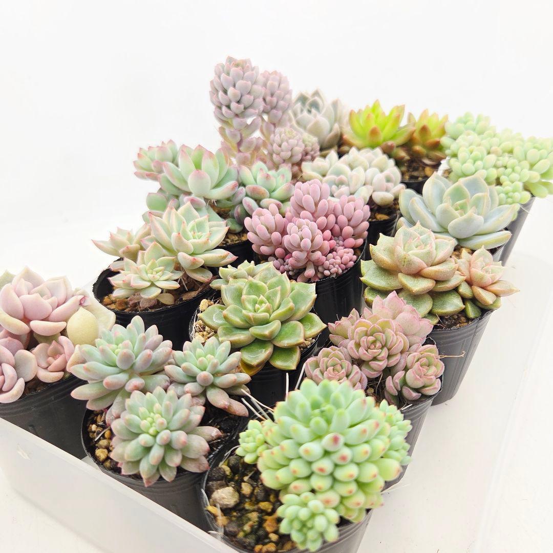 ㊸全15苗 つぶつぶ屋さん 萌牡丹❣️あられ❣️姫花火❣️発根済ネコポス込