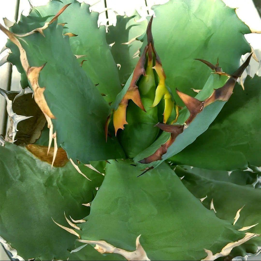 アガベ チタノタ キャンサー 大株