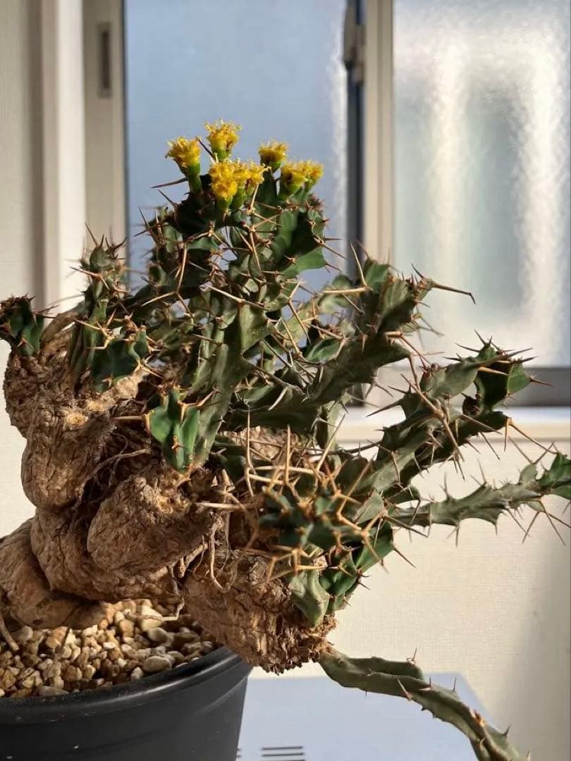 bon25　ユーフォルビア クラビゲラ 現地球 発根済