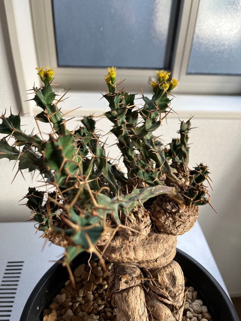 bon25　ユーフォルビア クラビゲラ 現地球 発根済