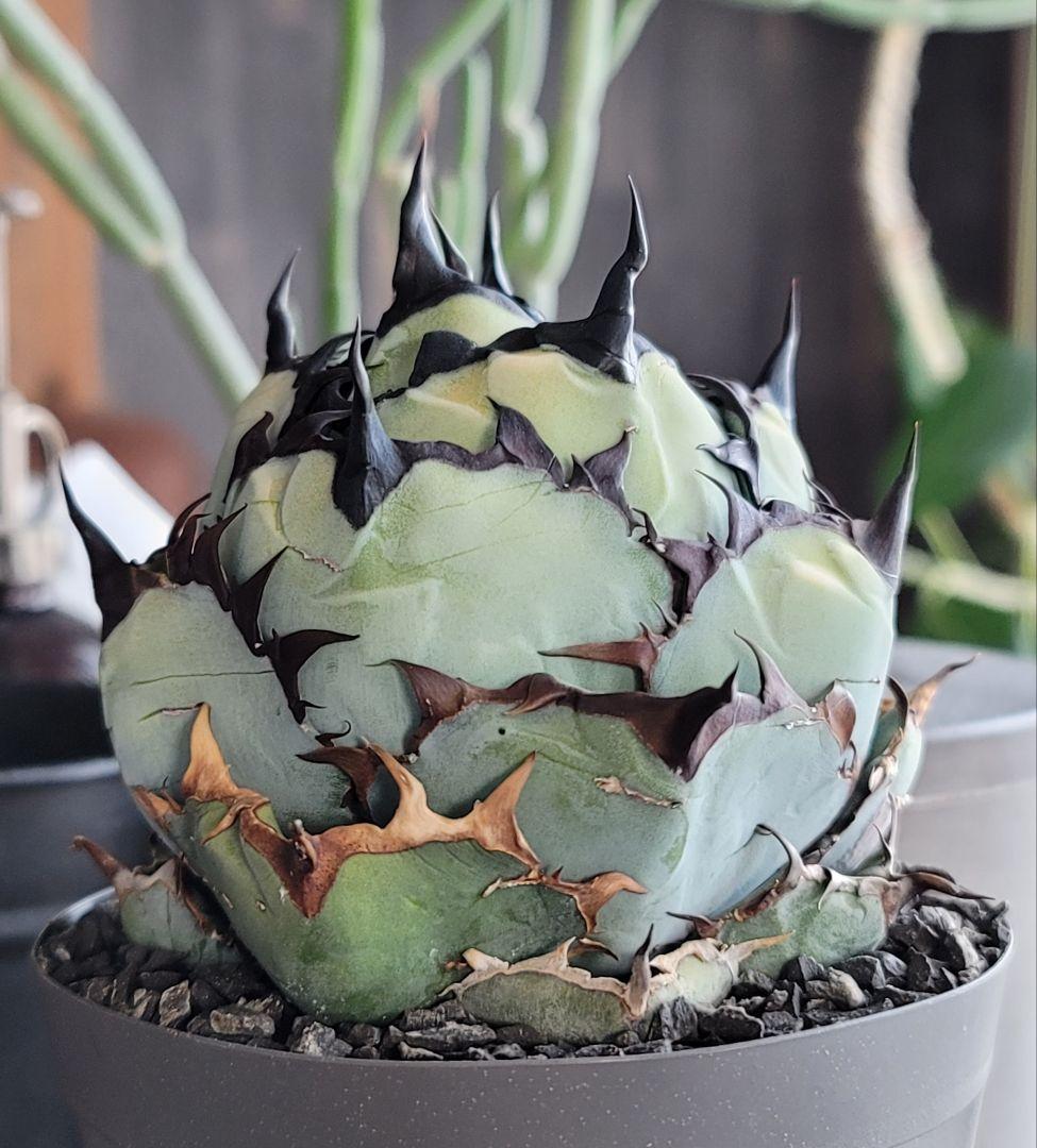 【龍皆歡さま専用】ブラック&ブルー　BB 　標本株