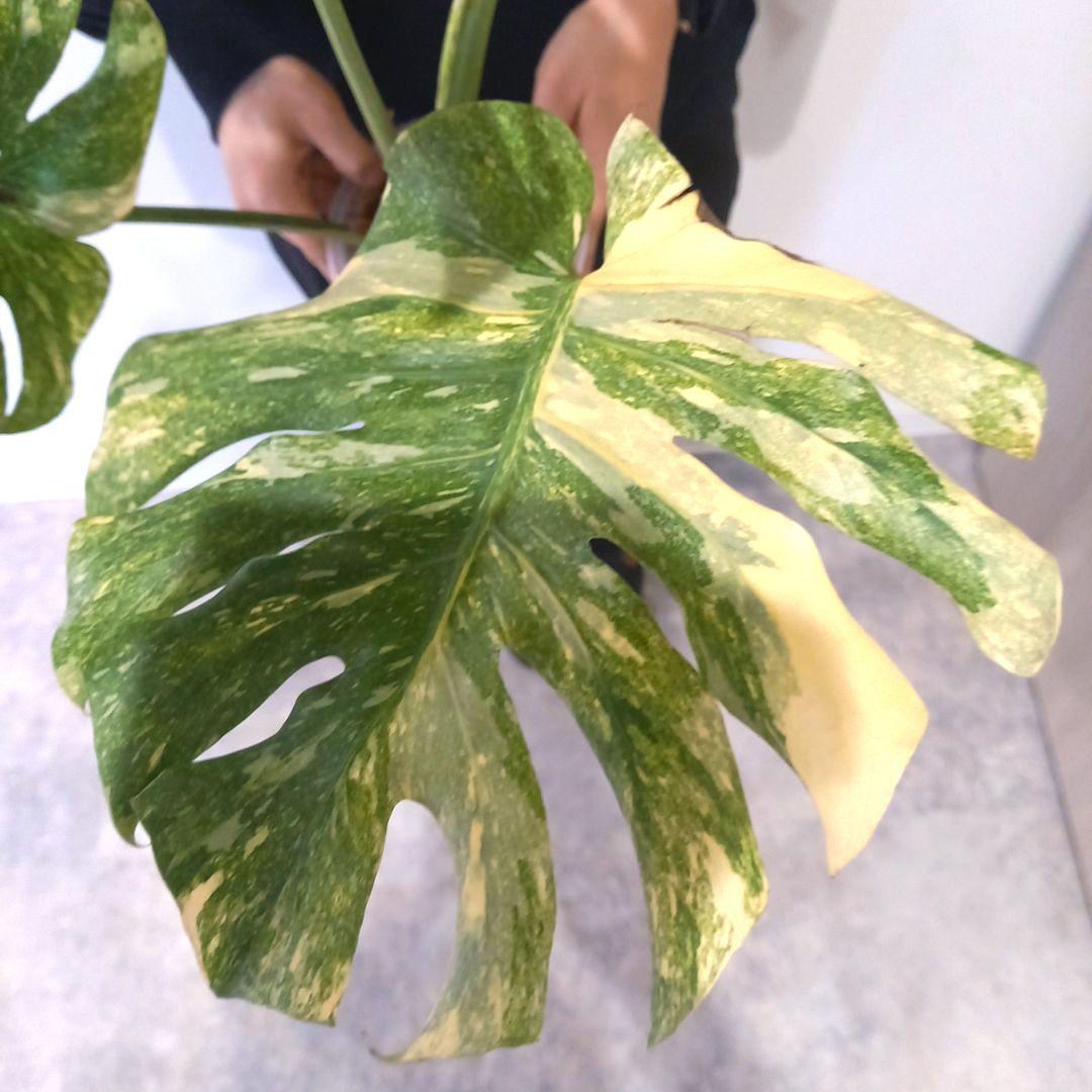 超絶希少 モンステラ デリシオーサ グリーンスノー