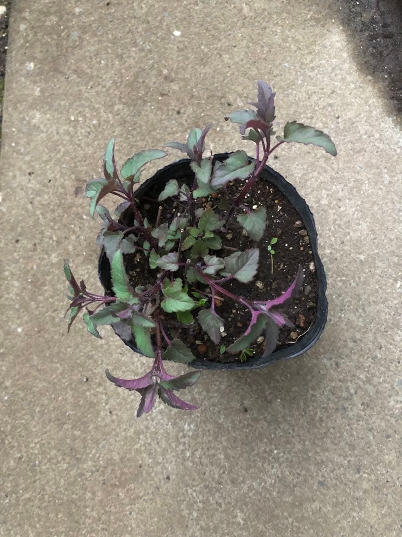 ティアレア　苗1株　シルベラード　ティアレラ