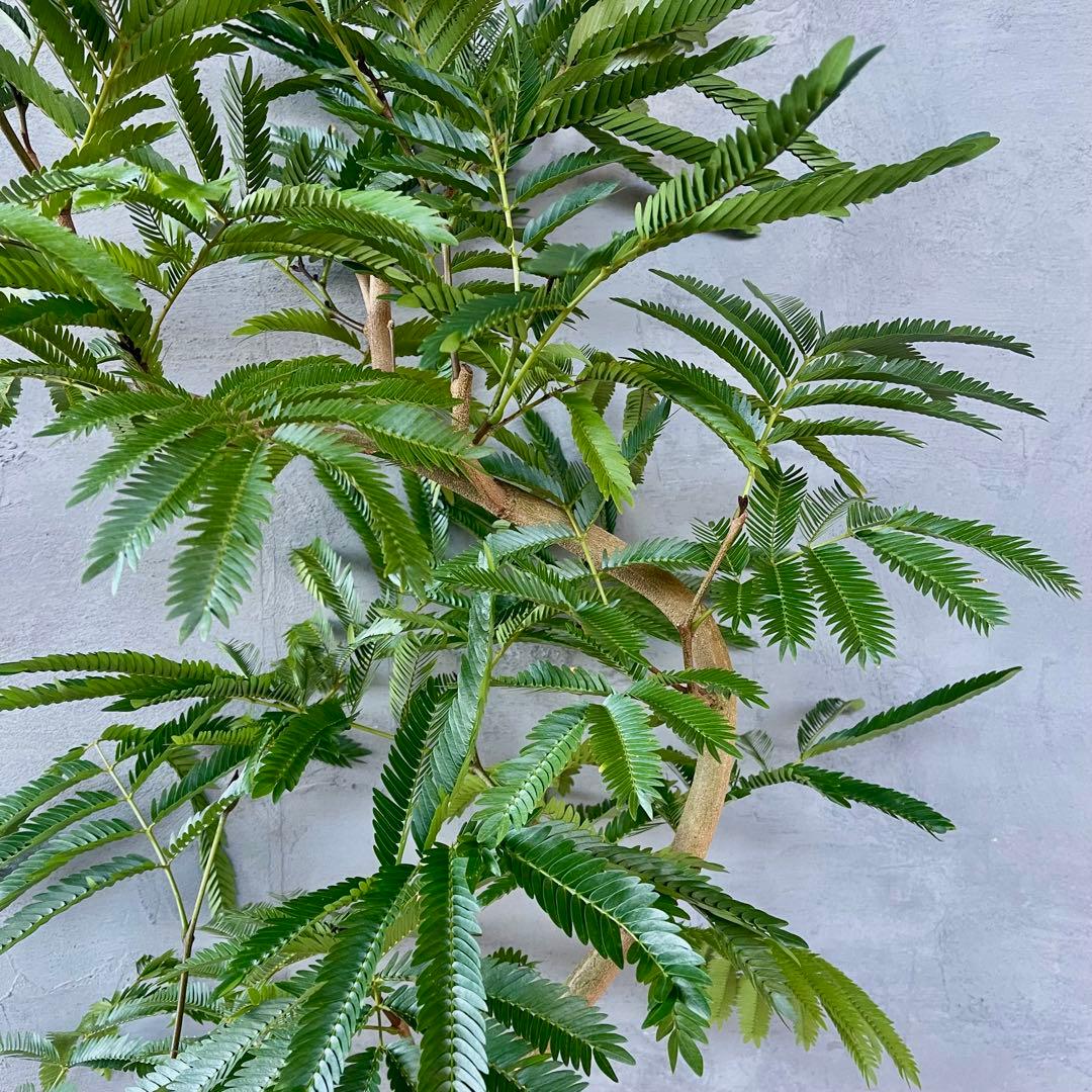 美形　大型　エバーフレッシュ　S字仕立て　天然苔　バルーン陶器鉢　植え込み発送