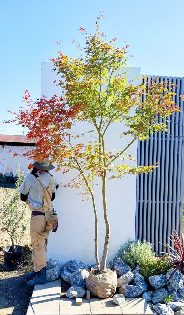 超逸品。イロハモミジ 自然樹系3.0M(鉢底から)