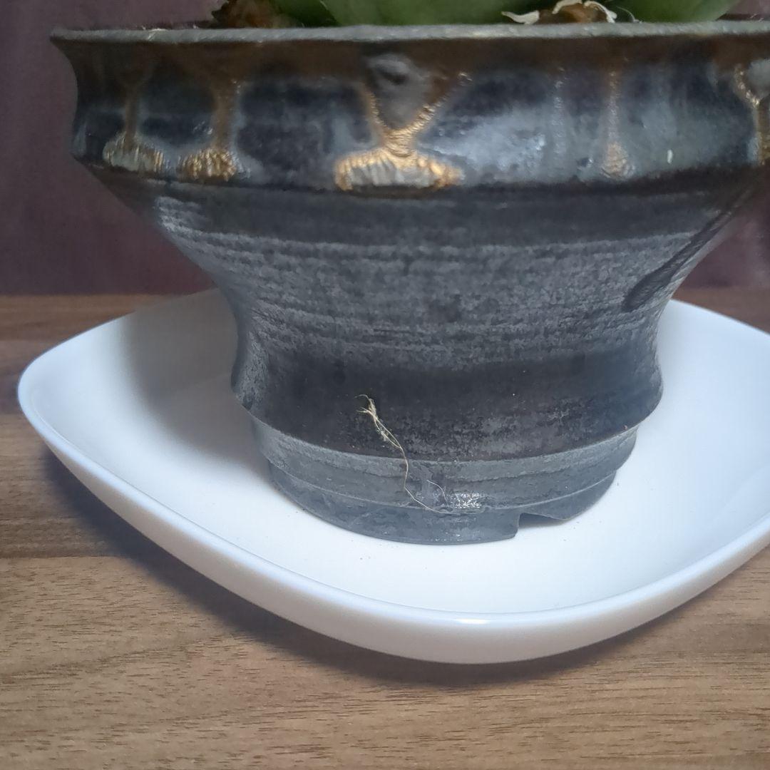 アガベ陶器鉢　植木鉢　比護作品　美品