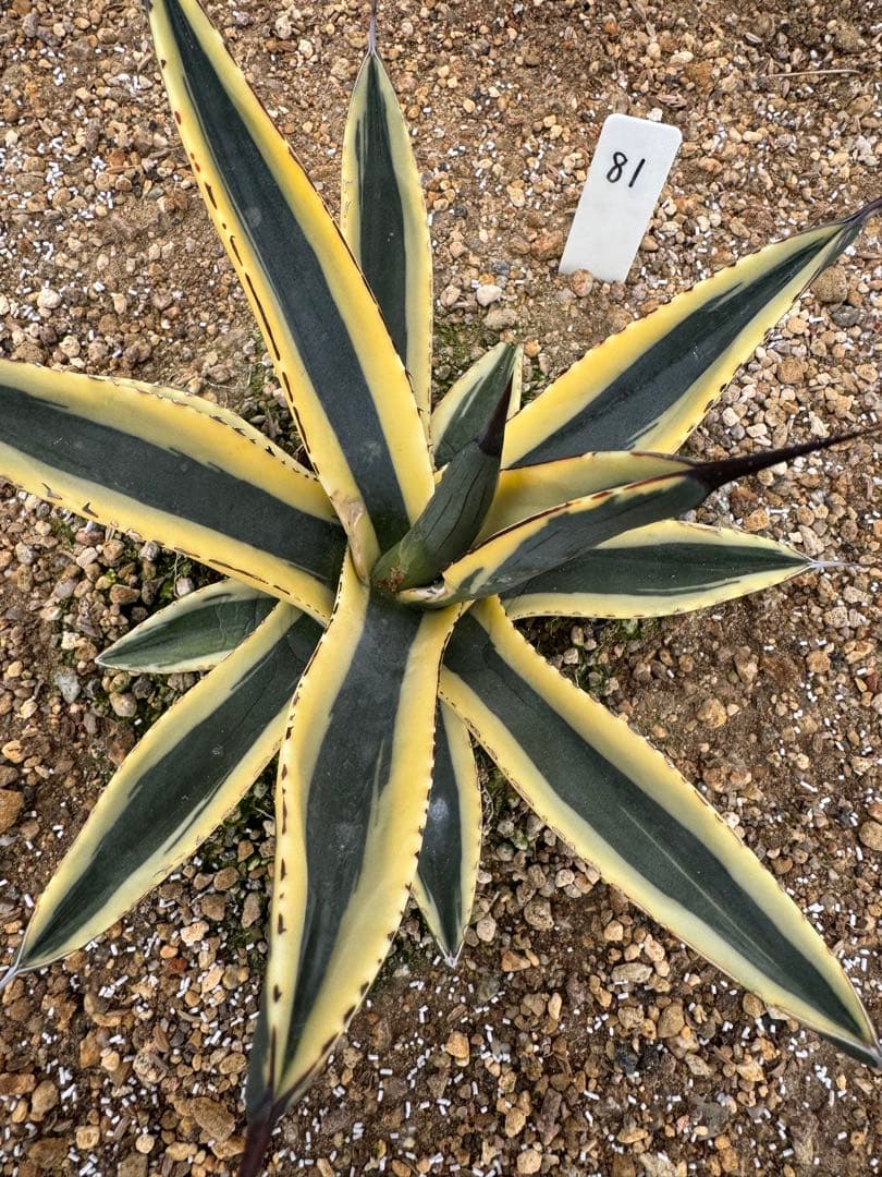 フラワー・ガーデニング Agave Sharkskin Great White Shark 81