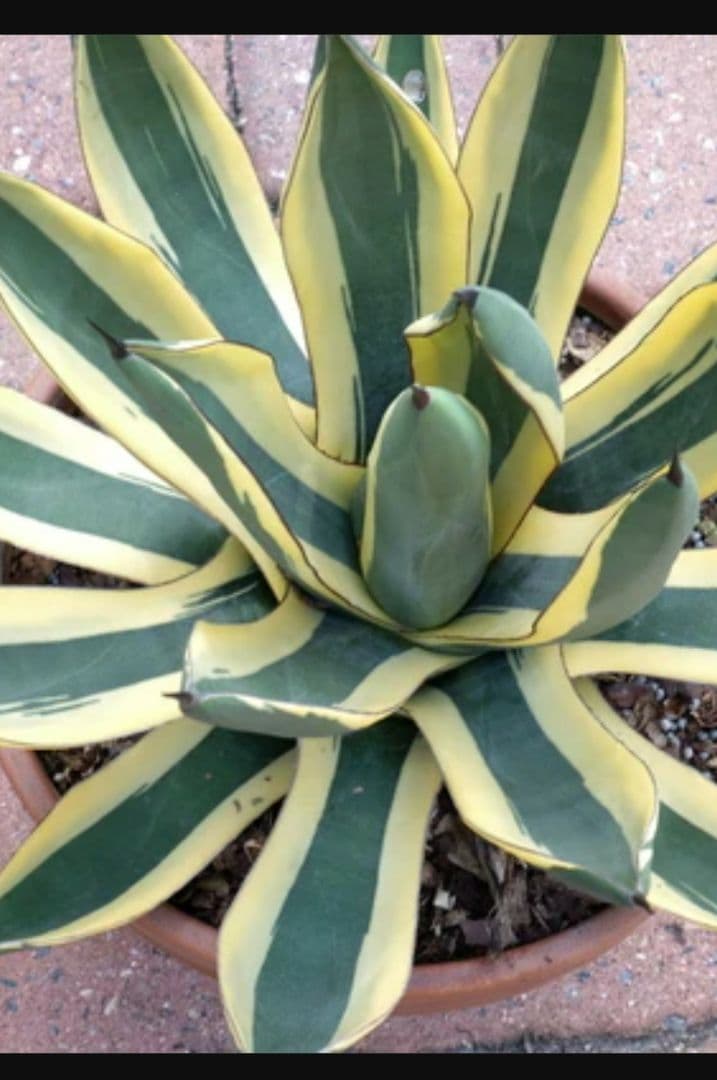 フラワー・ガーデニング Agave Sharkskin Great White Shark 81