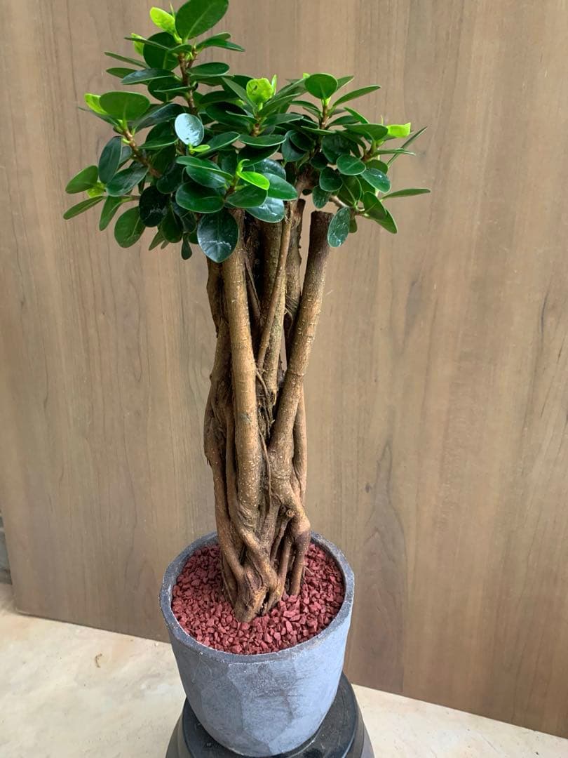 コパンダガジュマル　インテリアポット入り！