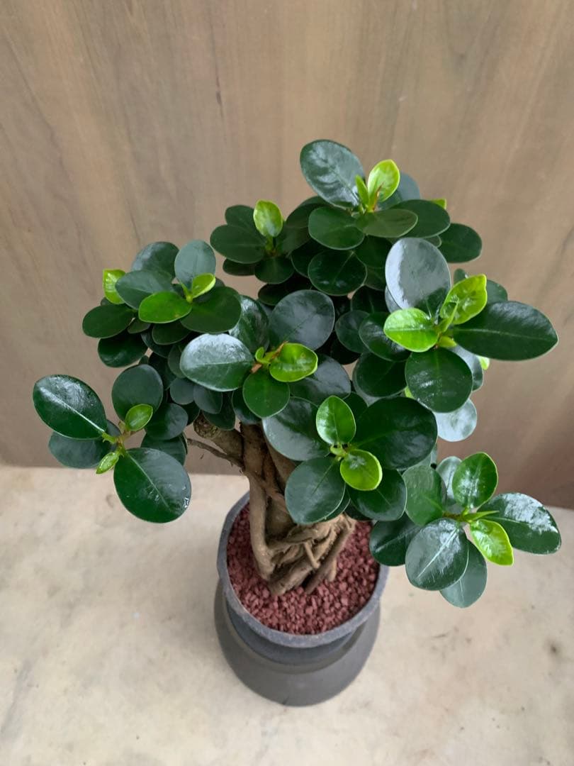 コパンダガジュマル　インテリアポット入り！