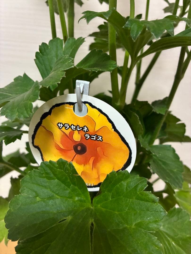 ラナンキュラスラックス　ランドセル　５号鉢ムーサ　ピュタロス　カルキノス　ラゴス