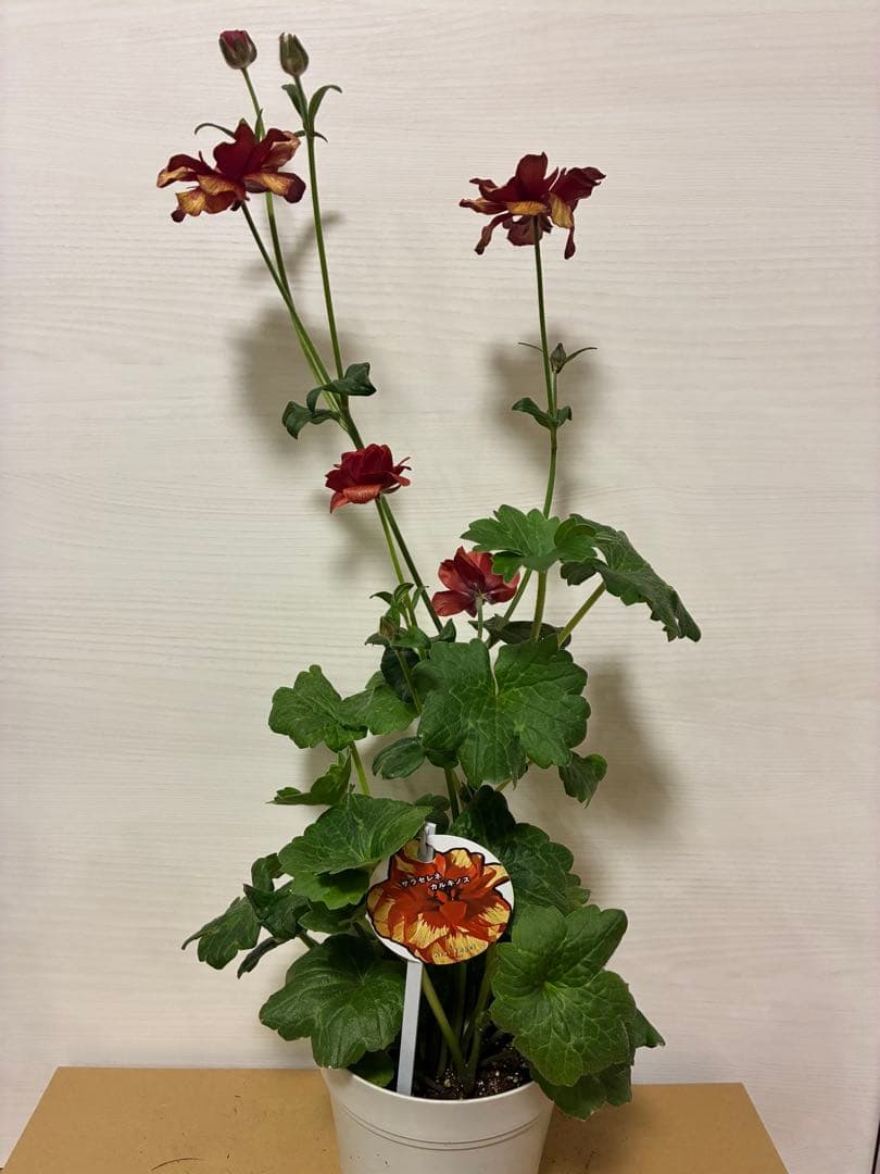 ラナンキュラスラックス　ランドセル　５号鉢ムーサ　ピュタロス　カルキノス　ラゴス